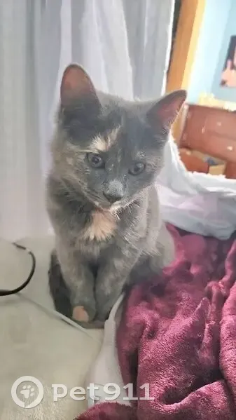 Lost female cat, Chase Lake Road, Conway Township - dilute tortie - photo