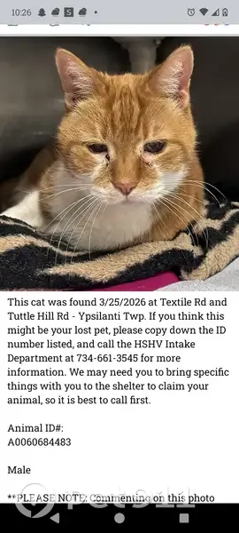 Lost male cat, Campbell Avenue, Ypsilanti - blue collar - photo