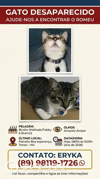 Gato desaparecido Macho (brl002611) - photo