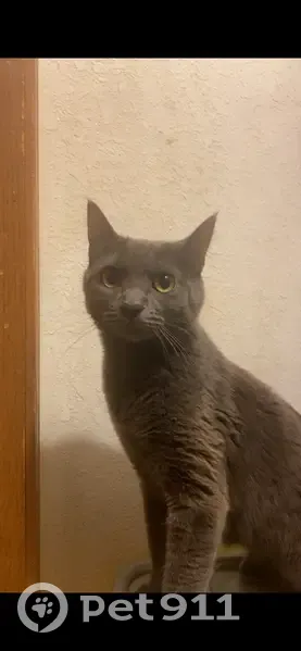 Lost female cat, Indian Creek Parkway, Olathe - solid dark grey - photo