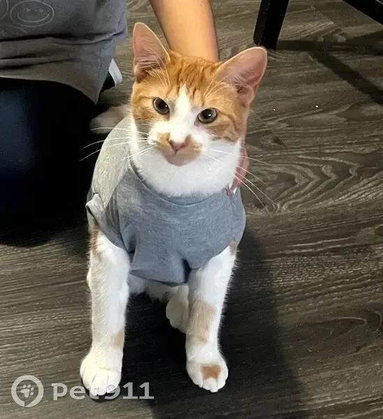 Lost female cat, McVicker Avenue, Burbank - orange and white tabby - photo