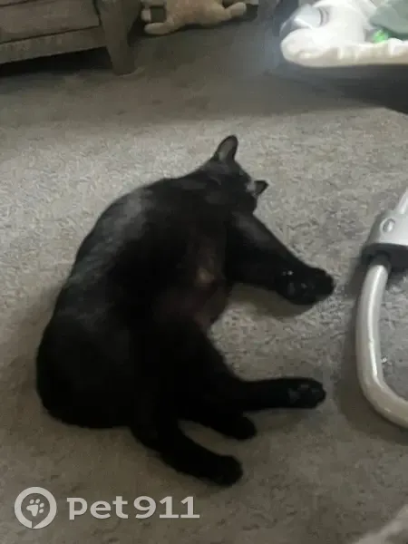 Lost male cat, Rialto, California - yellowish greenish eyes - photo