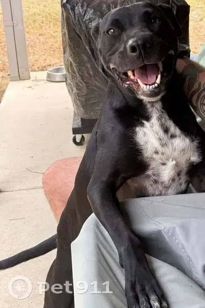 Lost male dog, Bass Street, 83, Wagga Wagga - black with white chest - photo