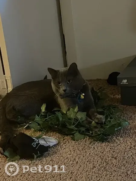 Lost male cat, Laural Square, 109, Wilmerding - Russian Blue with raccoon tail - photo