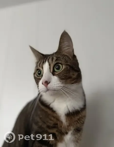 Perdido gato hembra, Calle Viento de Tramontana, 12, Tarifa - ojos verdes - photo