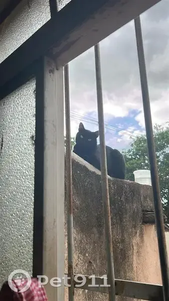 Gato encontrado Macho (brf002613) - photo