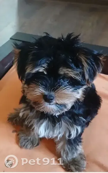 Зник собака, вулиця Геннадія Біліченка, 35, Щербані - йорк вибіг з квартири - photo