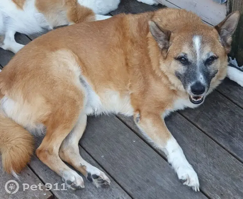 Lost male dog, Girraween Grove, 61, Oxford Park - photo