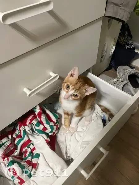 Perdido gato hembra, Gran Plaza, 14, Sevilla - pequeña y muy sociable - photo