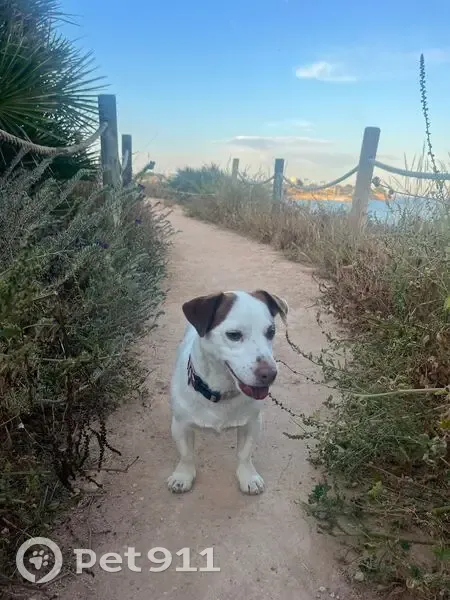 Perdido perro masculino, Diseminado Bacarot, 1, Alacant - photo