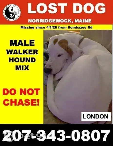 Lost male dog, Winding Hill Road, Norridgewock - friendly with white/liver spots - photo