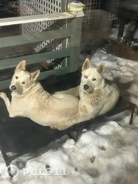 Lost female dog, Baden, Maryland - white shepherd mix - photo