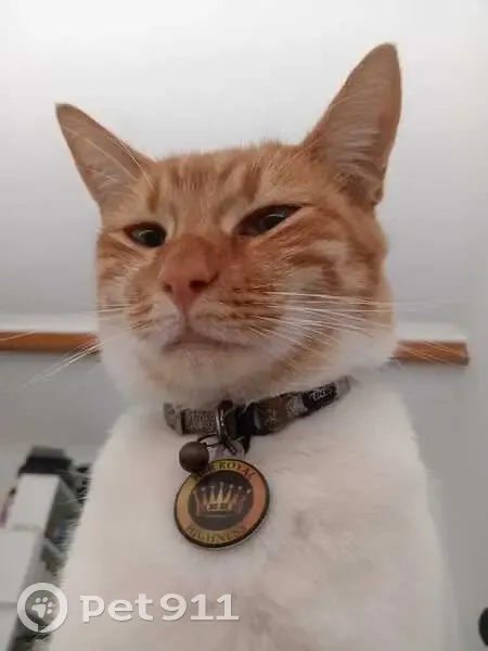 Lost female cat, De Mist Circle, Gqeberha - ginger and white stripes - photo