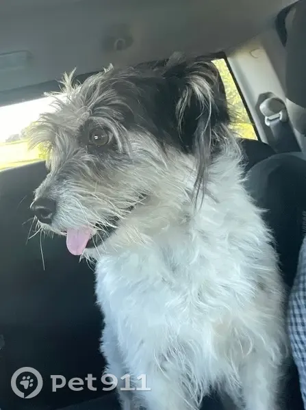 Lost female dog, Ramada Way, Green Bay - small terrier mix - photo