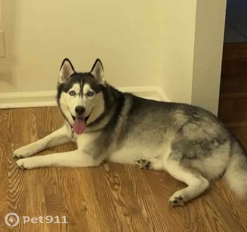 Lost female dog, Leah Lane, Hamilton - black and white husky - photo