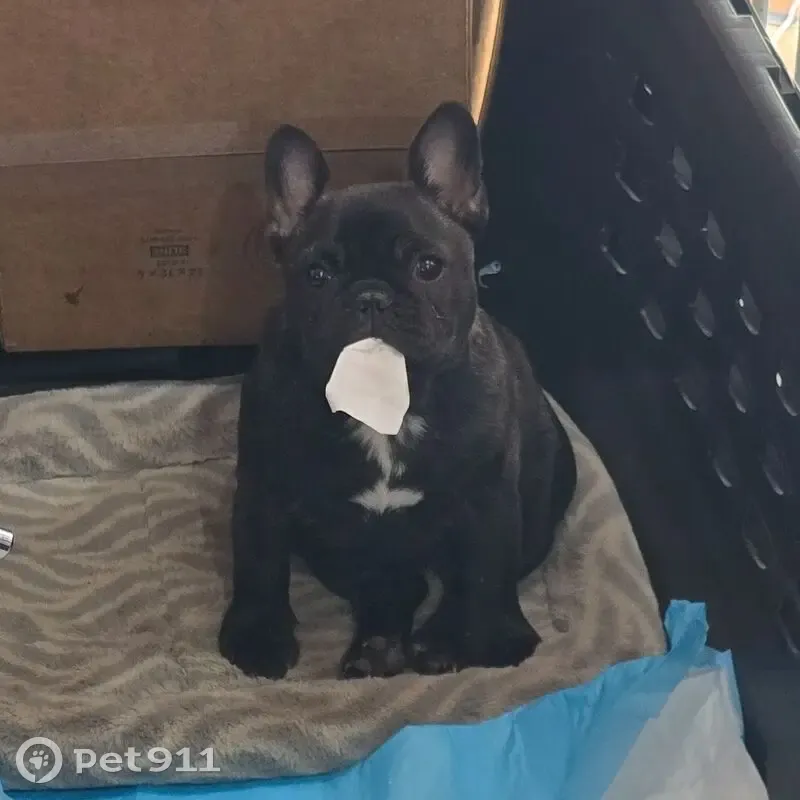 Lost female dog, Fords Corner Road, New Castle - black brindle with white markings - photo