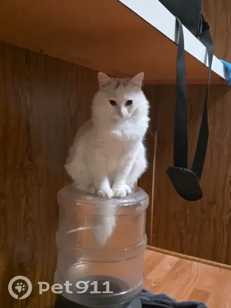 Lost female cat, Mountain Ash Court, Pevely - all white with gray on forehead - photo