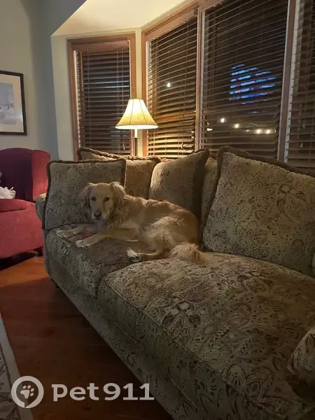 Lost female dog, Gastorf Pointe Court, Ballwin - Golden Retriever with black spots - photo