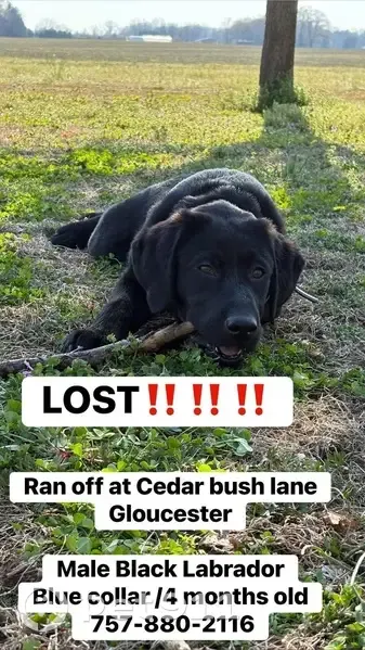 Lost male dog, Thomas Jefferson Way, Gloucester - Black Labrador, blue collar - photo