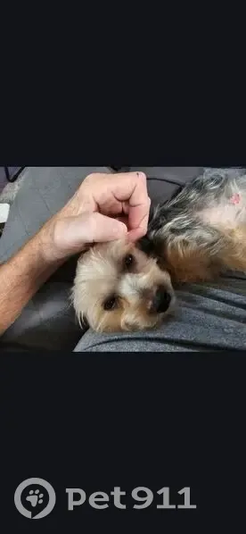 Lost dog, Old Mill Lane, 330, Ringgold - typical Yorkie colors - photo