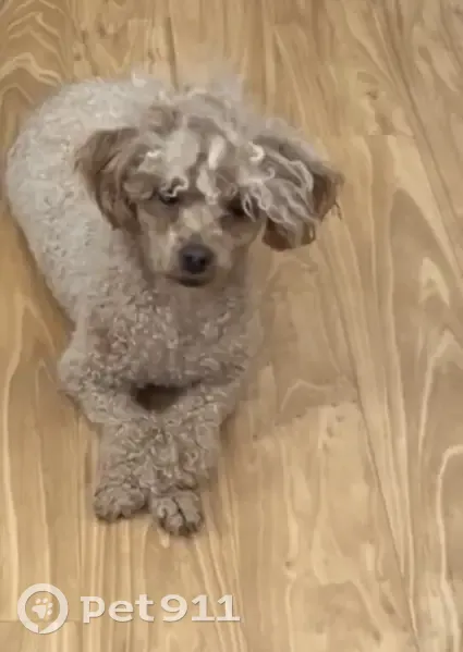 Lost female dog, Taft Avenue, St. Louis - toy poodle with curly coat - photo