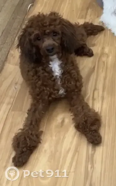 Lost female dog, Taft Avenue, St. Louis - toy poodle with reddish-brown coat - photo
