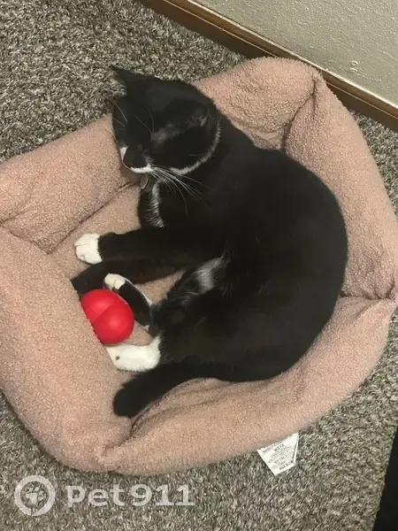 Lost male cat, Valley View Drive, 741, Ionia - black and white with a spot on left leg - photo