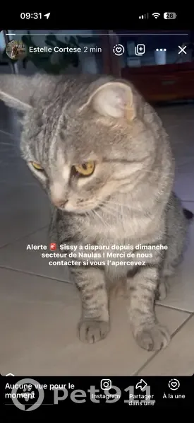 Chat perdu, Rue Julien Tardieu, 37, Millau - femme, très affectueuse - photo