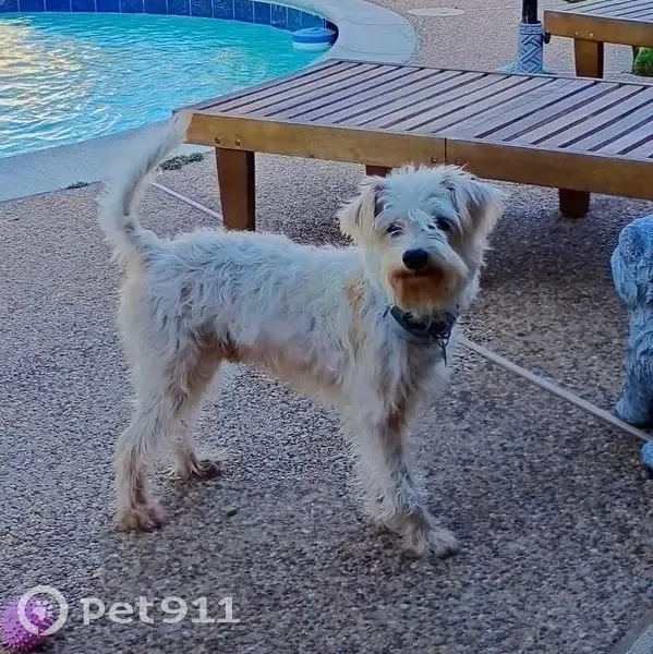 Lost male dog, Lake Windcrest Boulevard, Magnolia - small cream terrier mix - photo