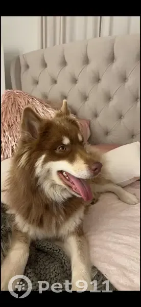 Lost dog, West 1600 North, Orem - brown husky with hazel eyes - photo