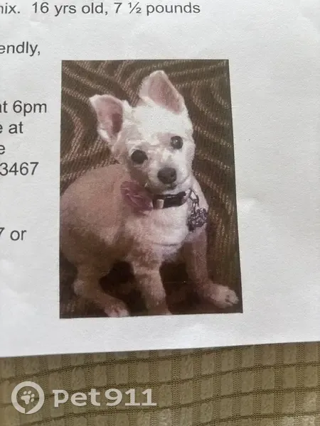 Lost female dog, Lucerne Avenue, Lake Worth Beach - tan & white, 16 yrs - photo