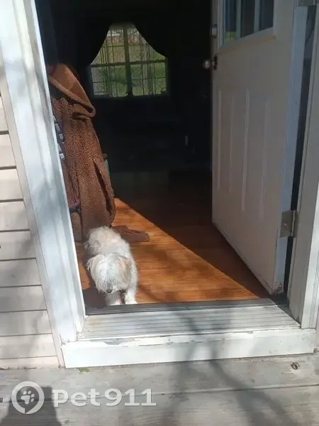 Lost female dog, Sugartree Drive, Lewisburg - white Maltese mix - photo
