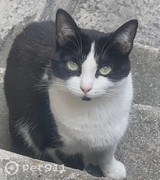 Perdu Chat femelle, Rue du Commandant Delesque, 25, Le Blanc-Mesnil - noire et blanche - photo