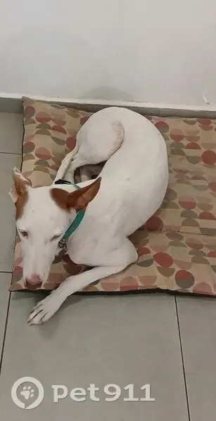 Perro perdido Hembra, Mataro (sl495467) - photo