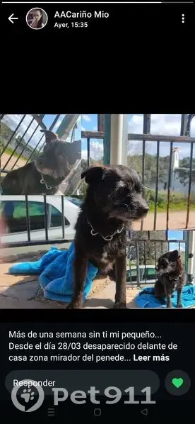 Perdido perro masculino, Calle Segovia, 28, El Mirador del Penedès, El Vendrell - negro, enérgico y valiente - photo