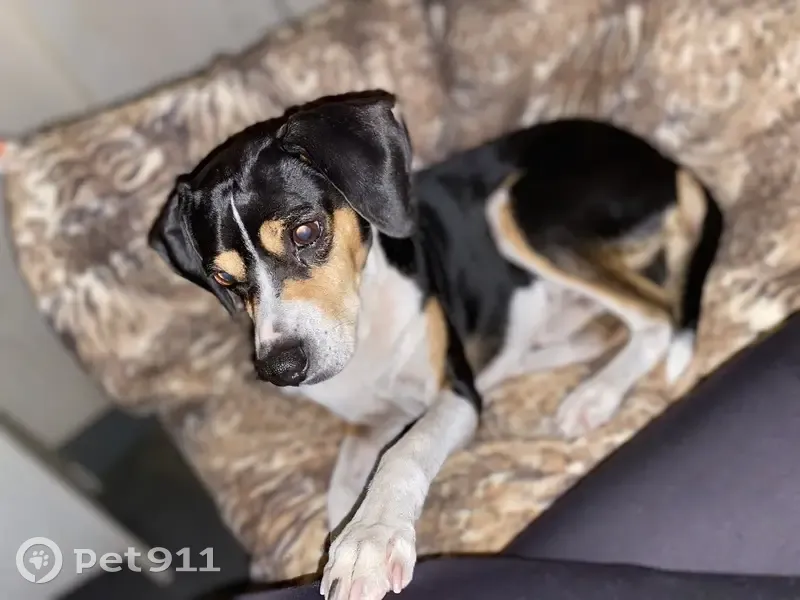 Perdido perro masculino, Avenida del Río Segura, Ceutí - marrón blanco y negro - photo