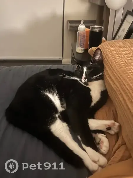 Missing cat Male, Kwinana (al495872) - photo