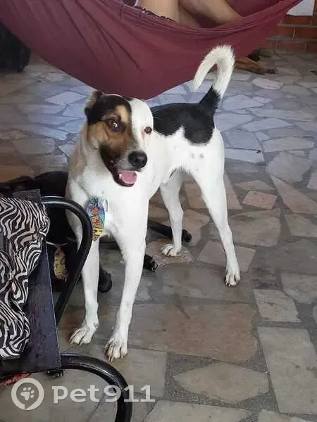 Cachorro perdido Macho (brl002616) - photo