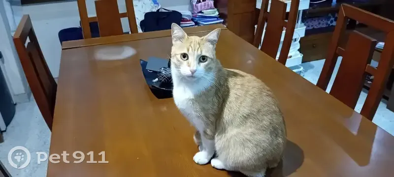 Gato perdido Macho, Zaragoza (sl495474) - photo