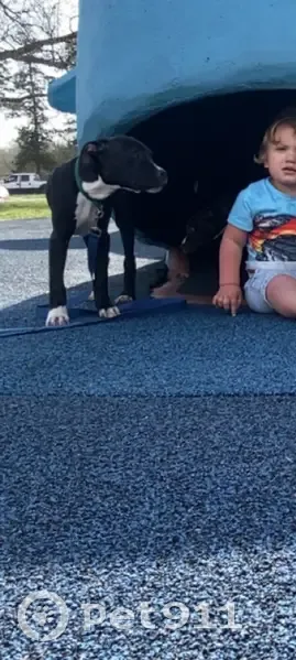 Missing dog Male, Kansas City (usl534716) - photo