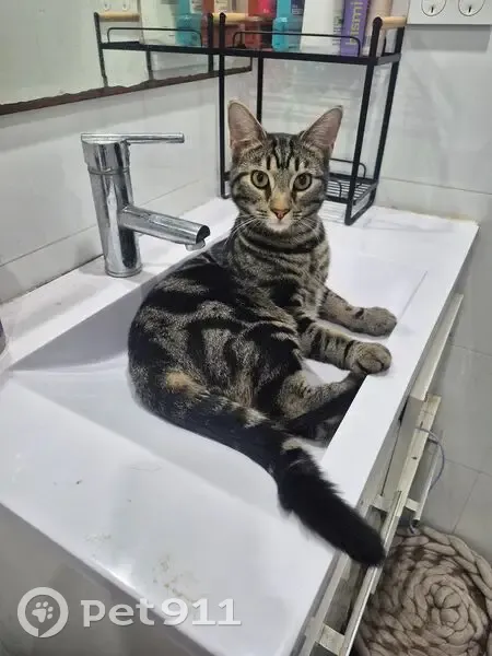 Missing cat Male, Sydney (al495873) - photo
