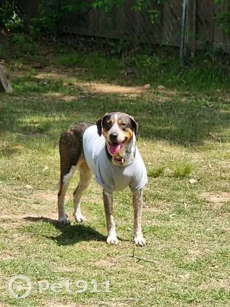 Lost female dog, Broadview Avenue, Conway - hound with a purple collar - photo