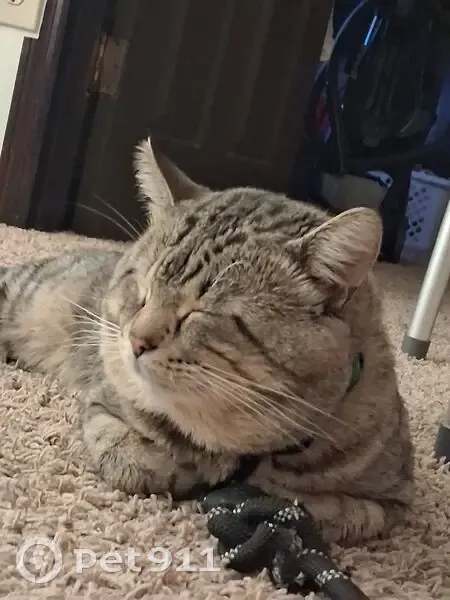 Lost male cat, Arlington - gray and black with a green collar - photo