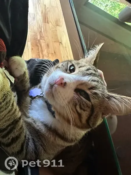 Lost male cat, Azalea Lane, Bonny Doon - indoor Tabby with black dots on nose - photo