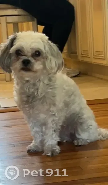 Lost female dog, Union Boulevard, Bay Shore - shiatsu puddle with black spots - photo