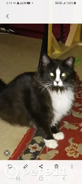 Lost female cat, East County Line Road, 319, Warminster - black and white tuxedo - photo