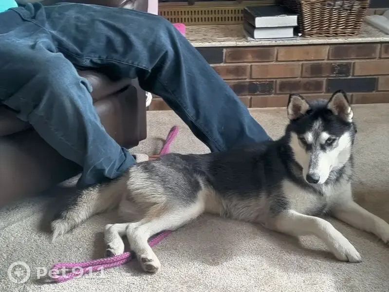 Lost female dog, 4000 South, Roy - Black and white Siberian Husky - photo