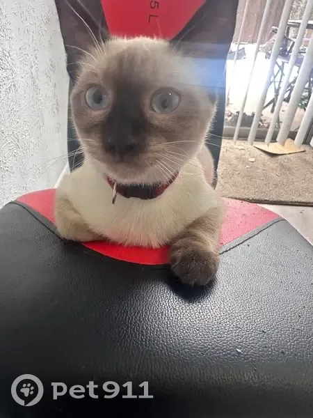 Lost female cat, Park Lane, Dallas - Siamese with dark spots - photo