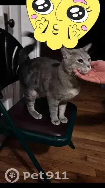 Lost male cat, Eugene Road, Columbia - responds to 'Pelana' - photo