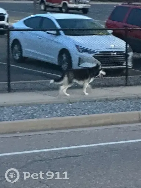 Lost female dog, West 3725 South, 1980, Roy - white grey Siberian husky - photo